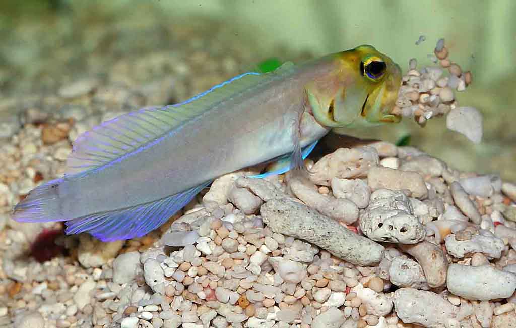 Jawfish