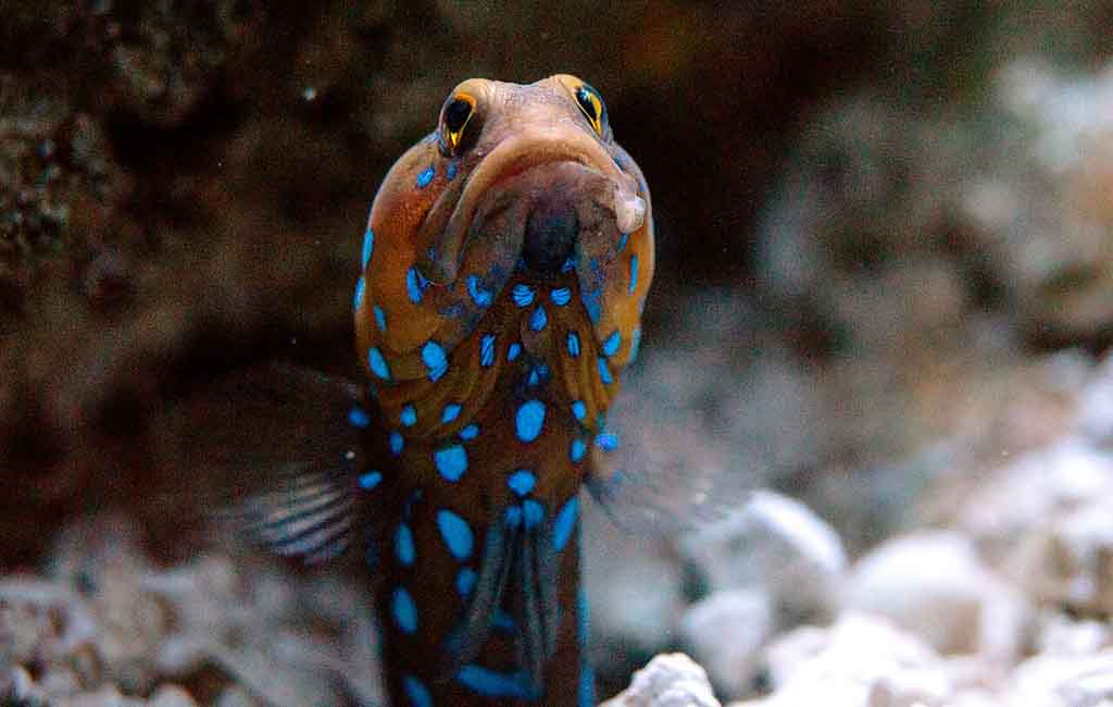 are jawfish aggressive