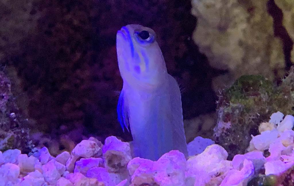 Special Breeding Way of Jawfish