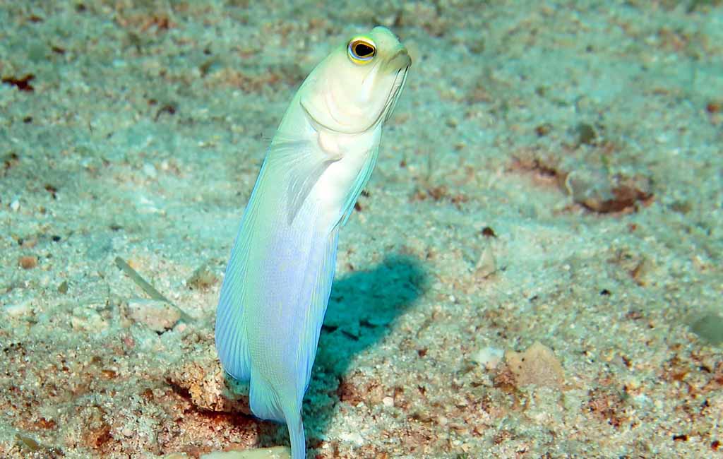 Keeping Precautions of Jawfish