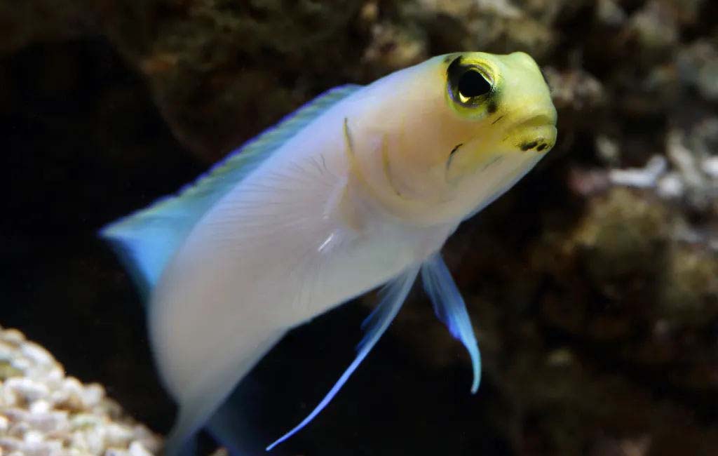 yellowhead jawfish