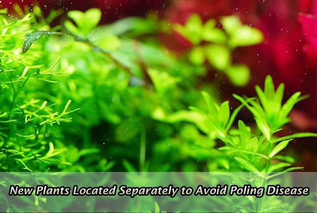 New Plants Located Separately to Avoid Poling Disease