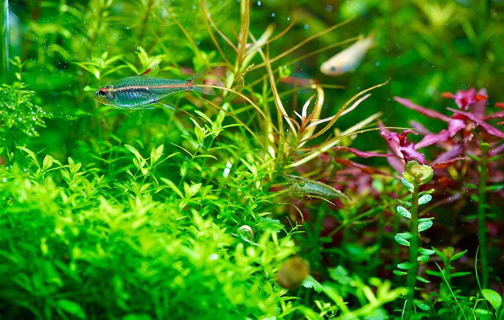 when to start aquarium plants