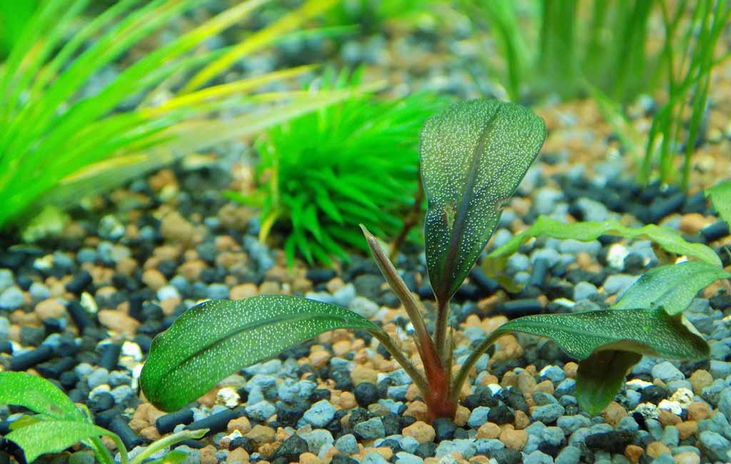 Tips for New Plants