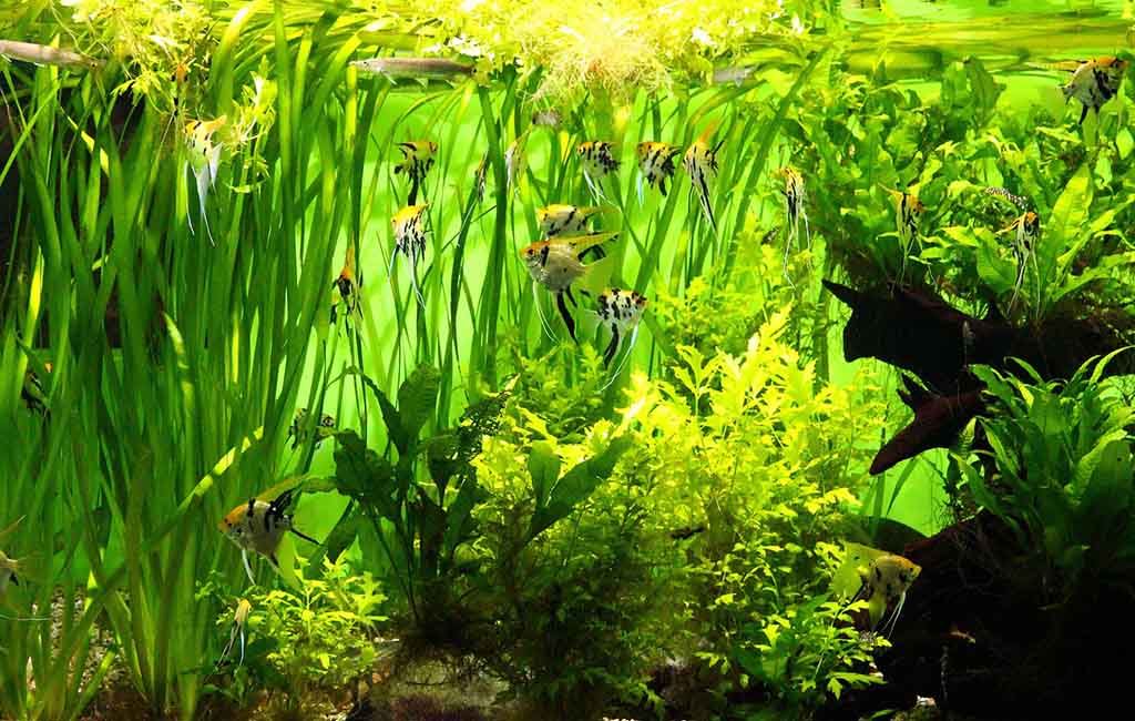 water-borne nutrients to plants