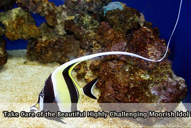 Take Good Care of the Beautiful but Highly Challenging Moorish Idol Fish
