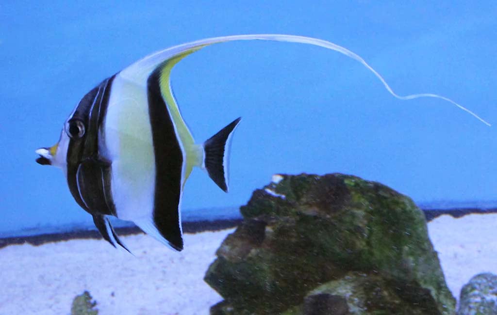moorish idol care