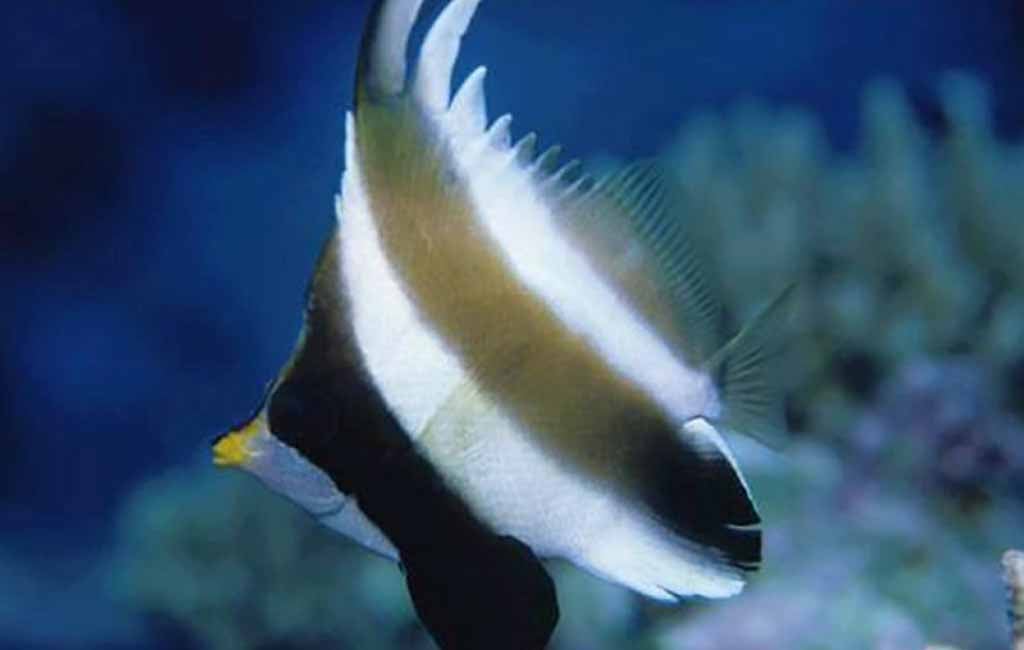 moorish idol vs bannerfish