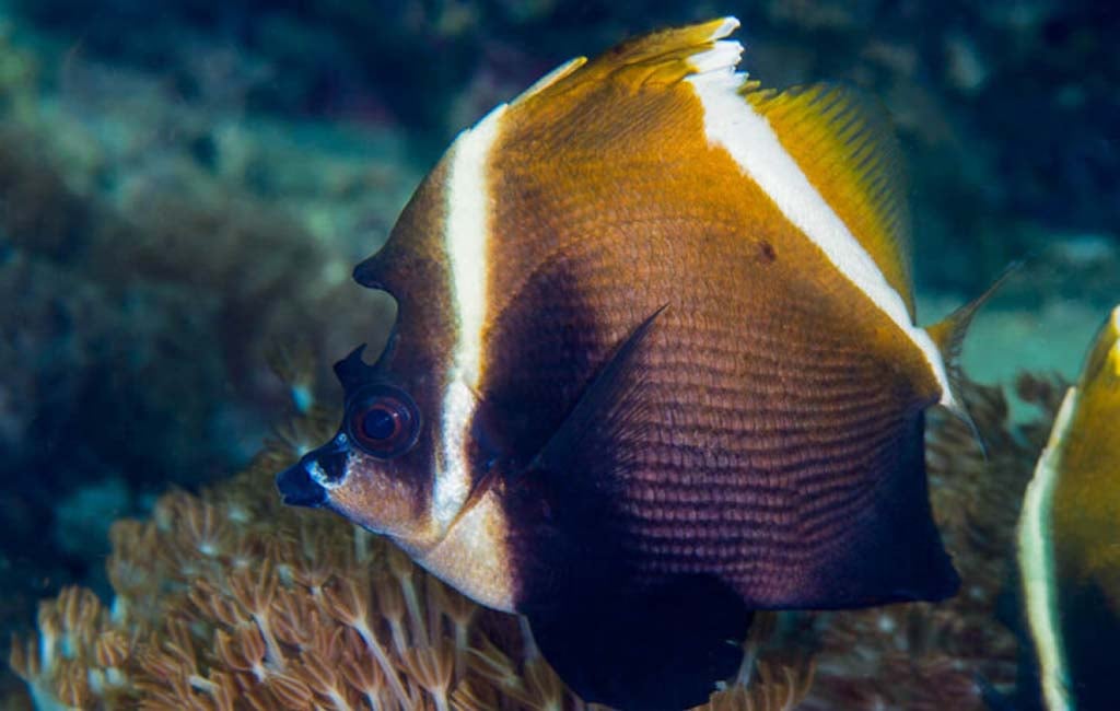 heniochus vs moorish idol