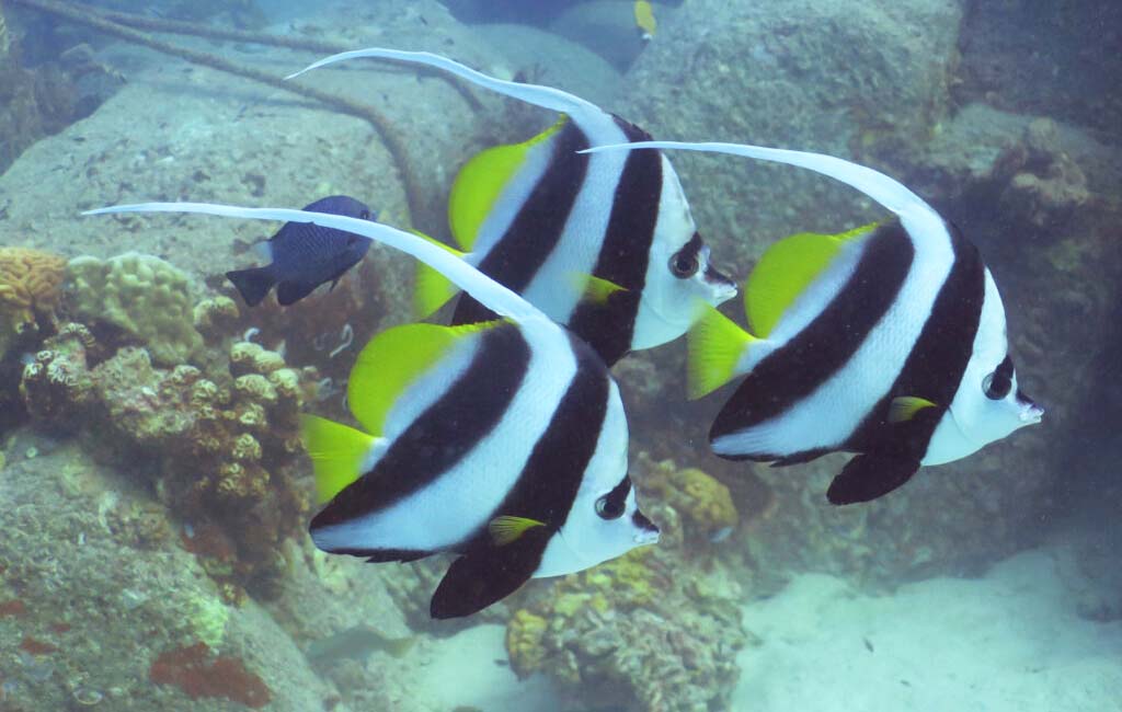 moorish idol tank mates​