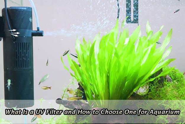 What Is a UV Filter and How to Choose One for Your Aquarium