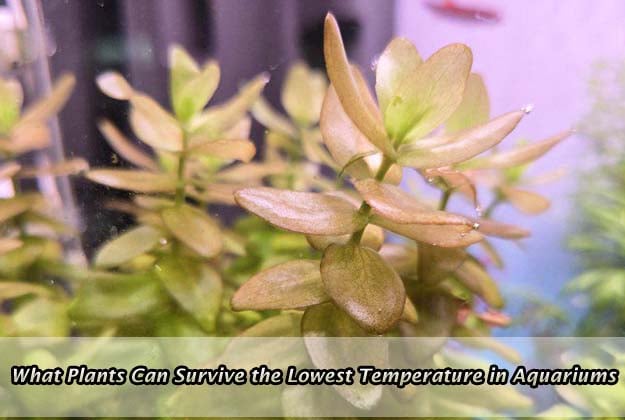 What Plants Can Survive the Lowest Temperature in Aquariums