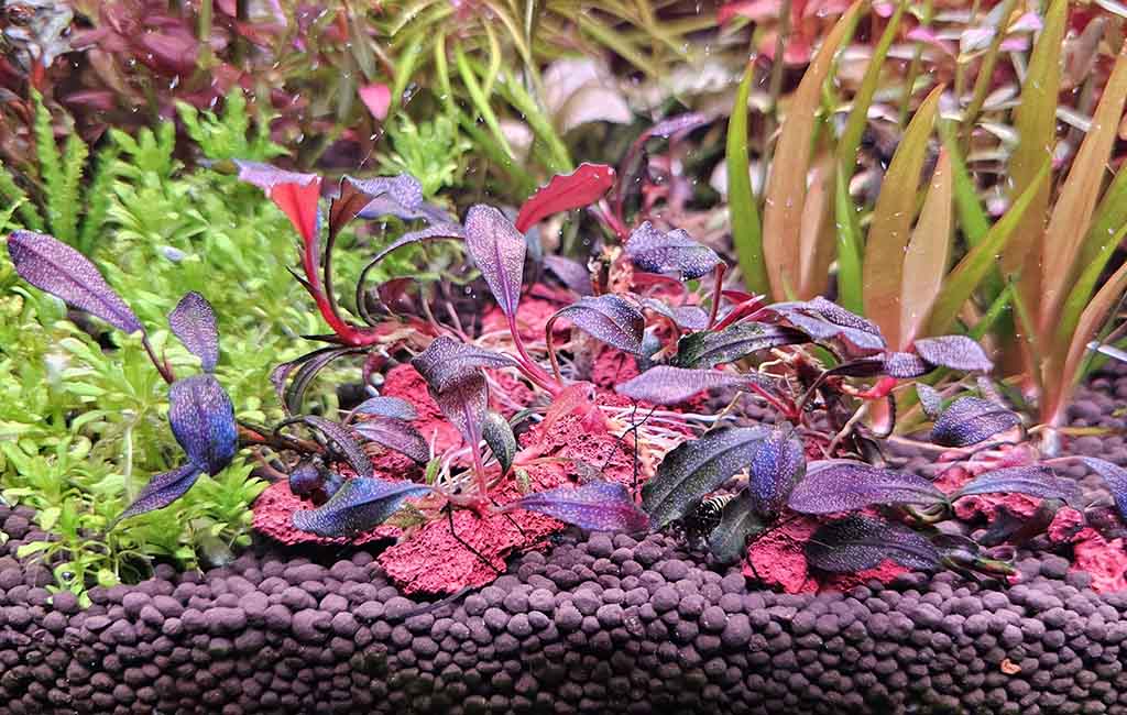 low temperature plant