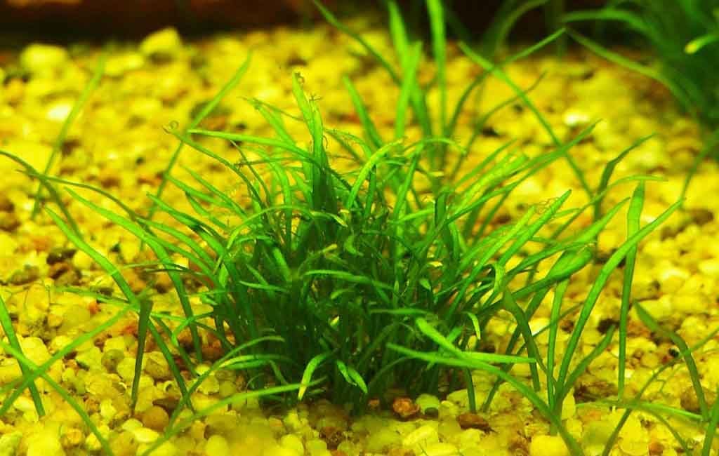 aquatic plant resist low temperatures