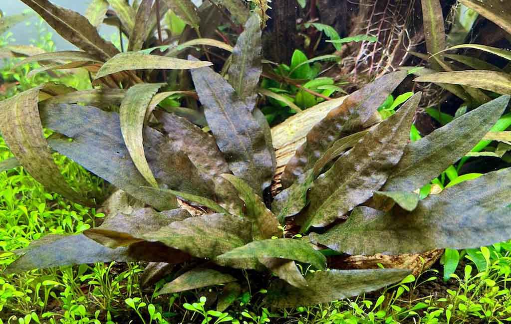 Choosing Low-Temperature Plants