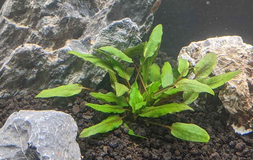 Best Low-Temperature Plants