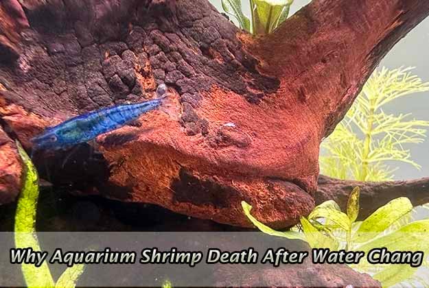 Why Aquarium Shrimp Death After Water Change