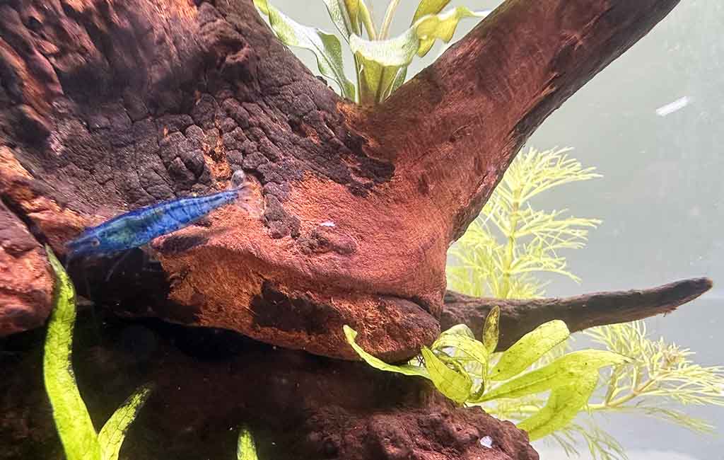 shrimp death