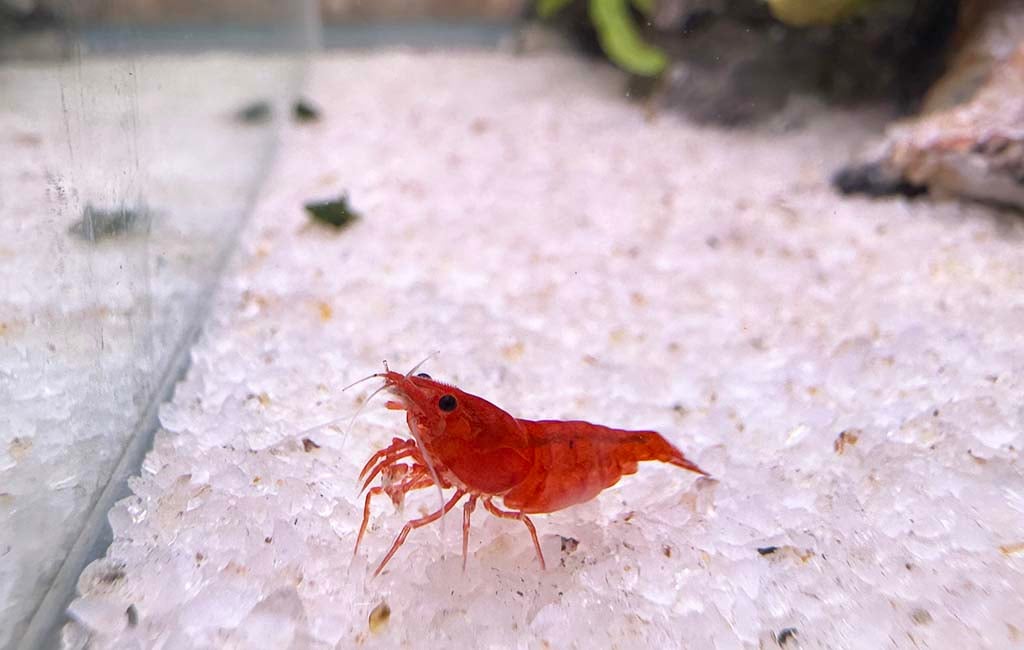 why shrimp death