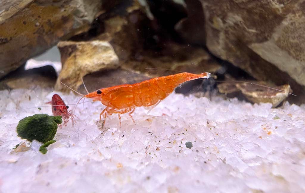cause of shrimp death