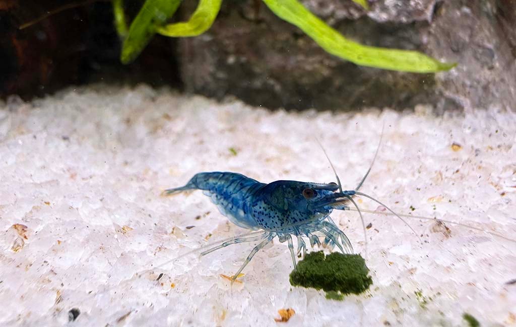 Improve your shrimp tank
