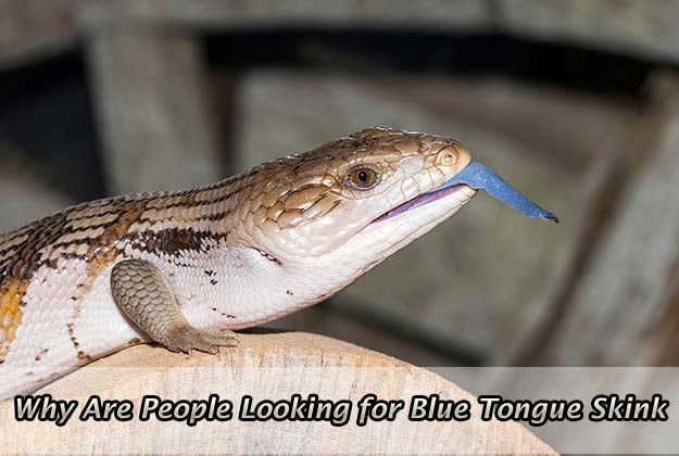 Why Are People Looking for Blue Tongue Skink