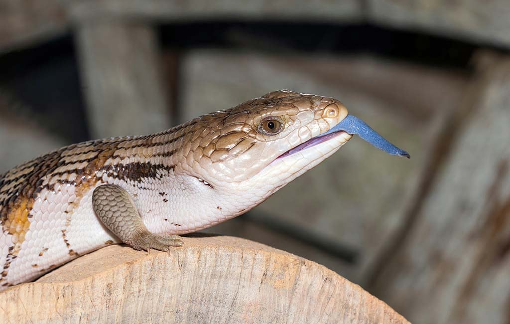 blue tongue skink