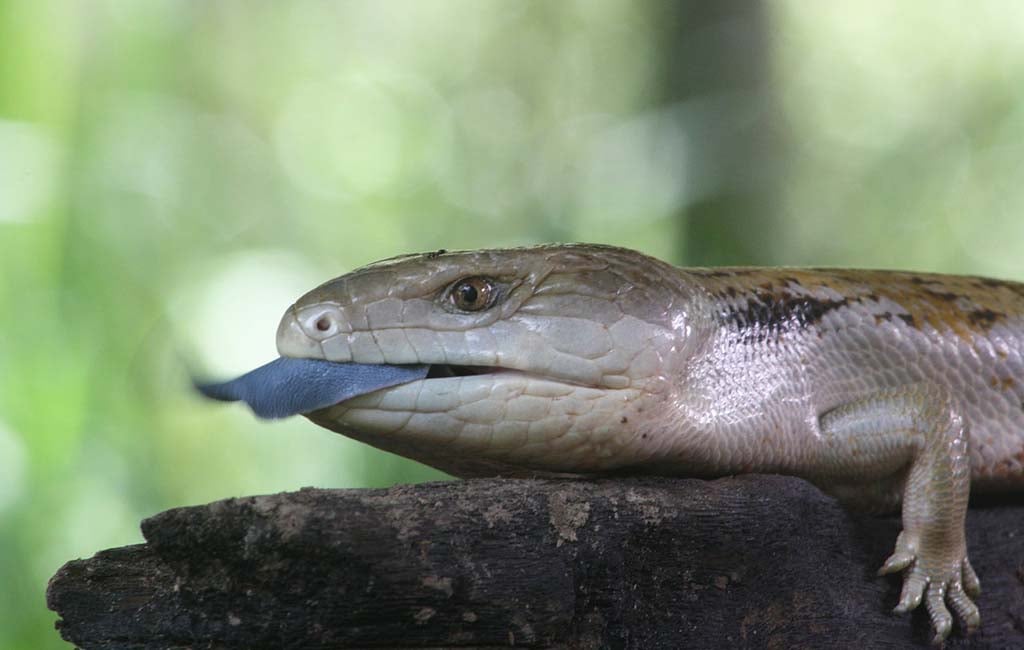 blue tongue skink size