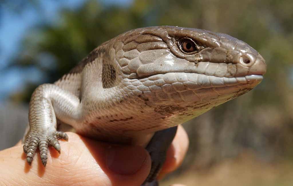 Interaction with a Blue Tongue Skink