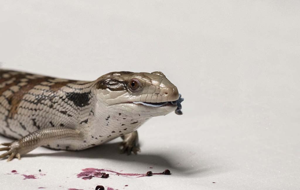 blue tongue skink diet