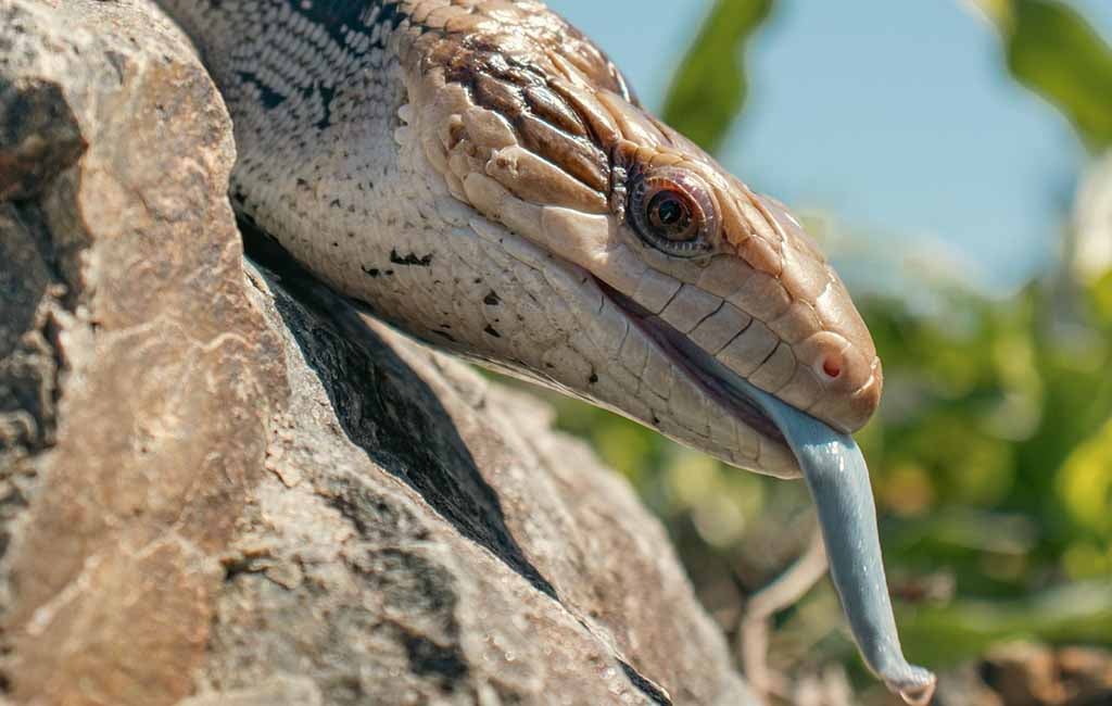 blue tongue skink temperament