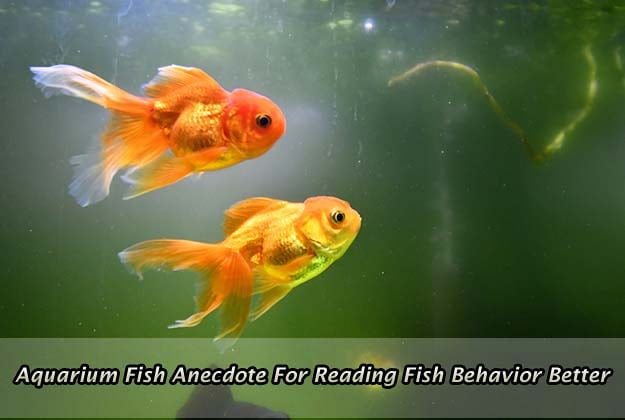 Aquarium Fish Anecdote For Reading Fish Behavior Better
