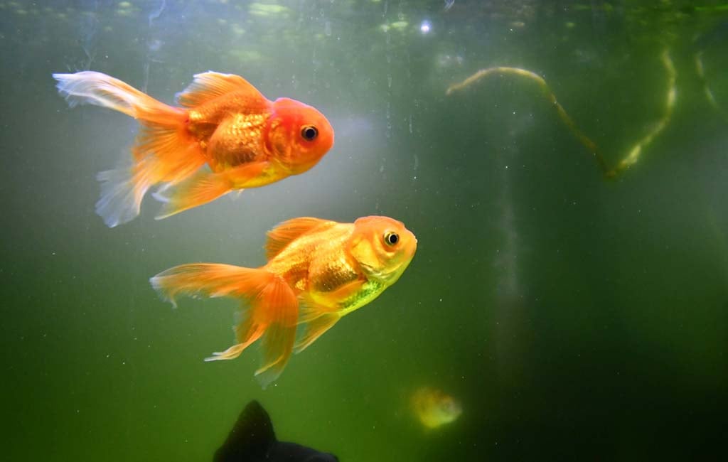 aquarium fish anecdote