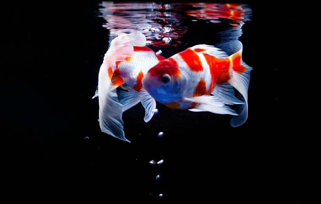 reading fish behavior