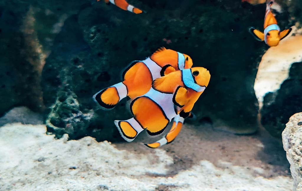 A troubleshooting for  unormal fish behavior 