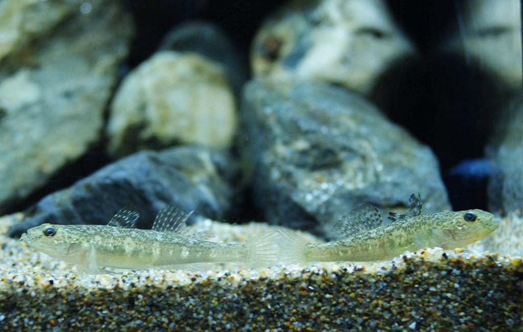 Avoid Common Mistakes of fish behaviour