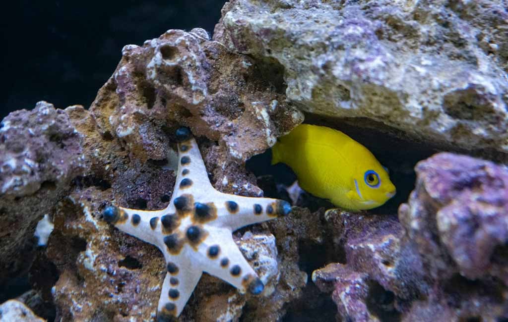 unormal fish behavior