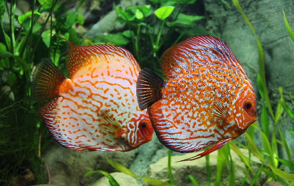 Correct unormal fish behavior