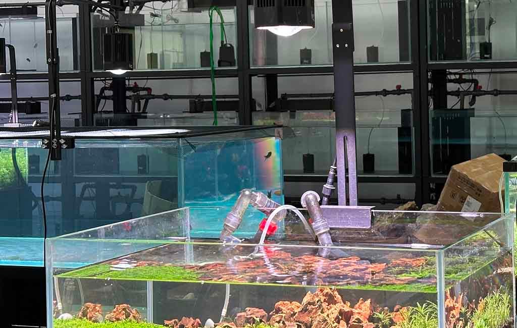 Lighting for Different Tank Types