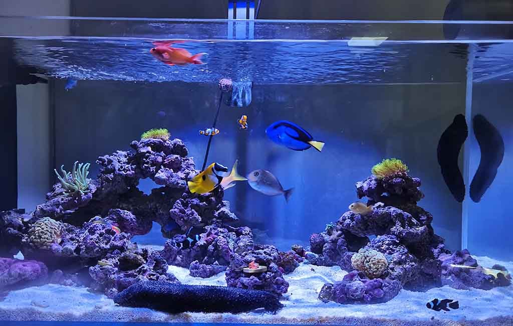 Light Affect the Growth and Behavior of Aquatic Pets