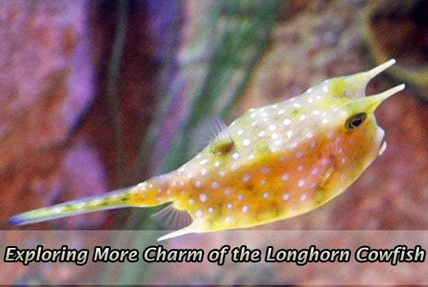 Exploring More Charm of the Longhorn Cowfish