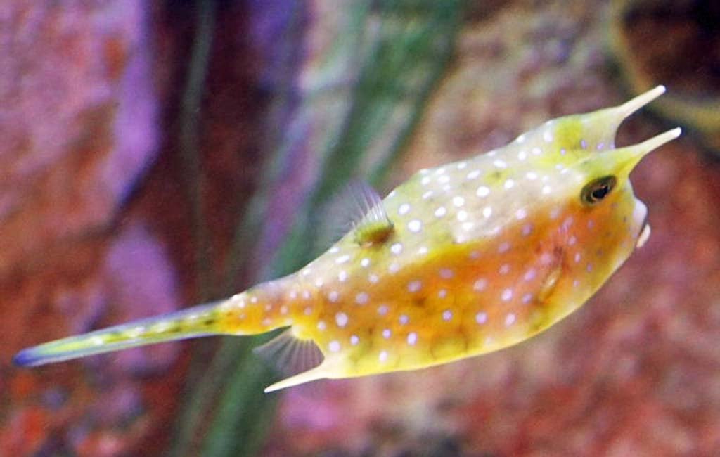 cowfish
