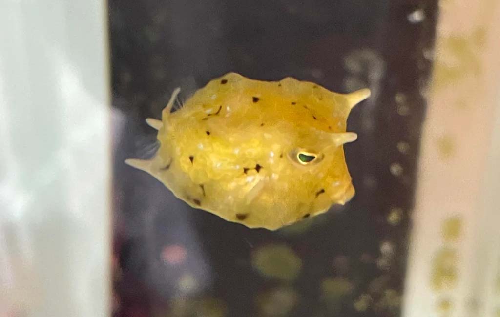 longhorn cowfish