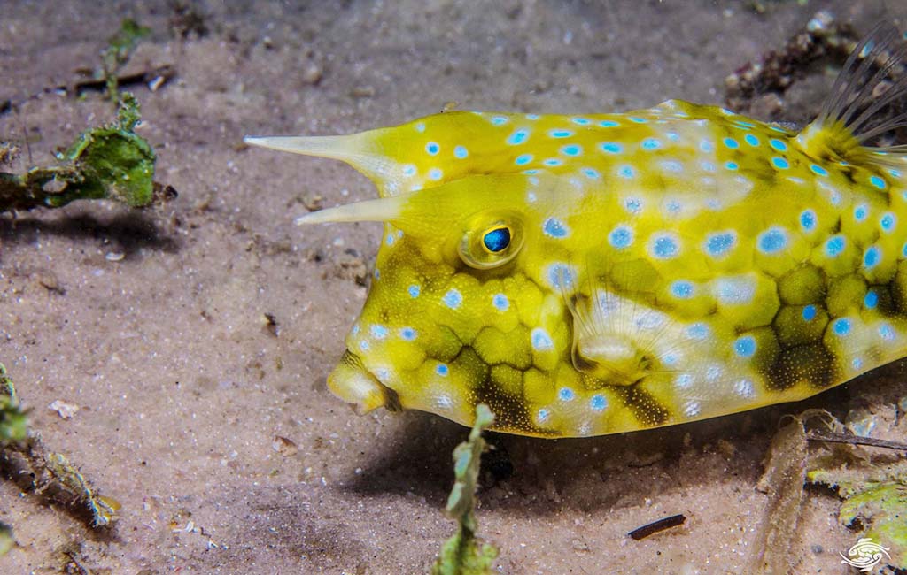 long horned cowfish