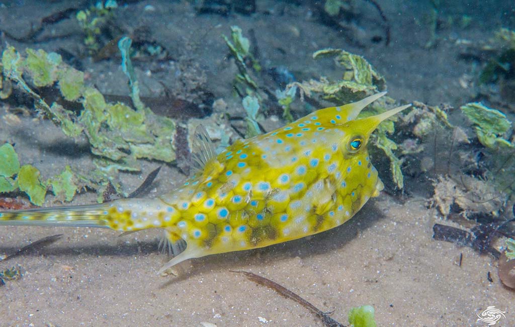 long horned cowfish facts