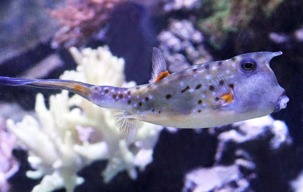 Are Cowfish Hard to Keep