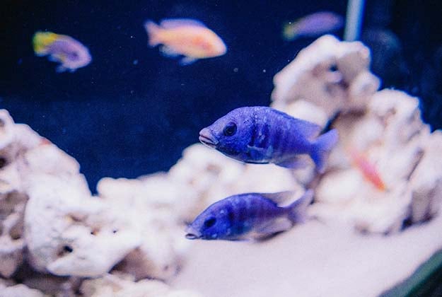 Fish Rare Diseases Are Very Easy to Be Misjudged