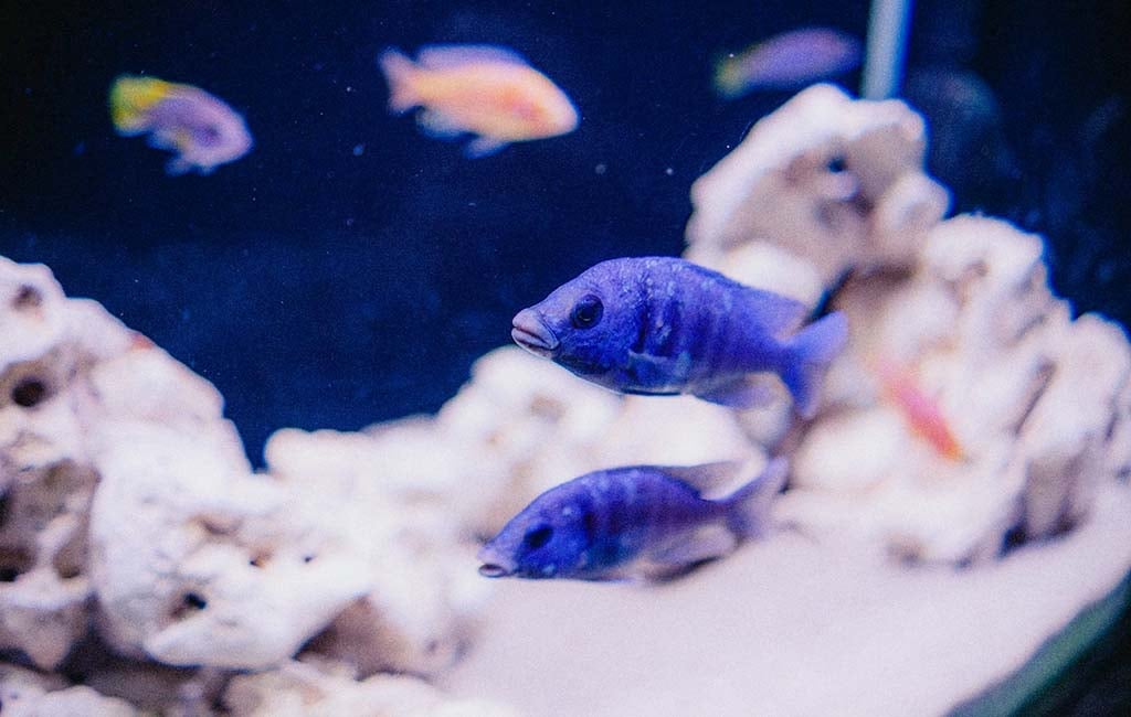 fish rare diseases