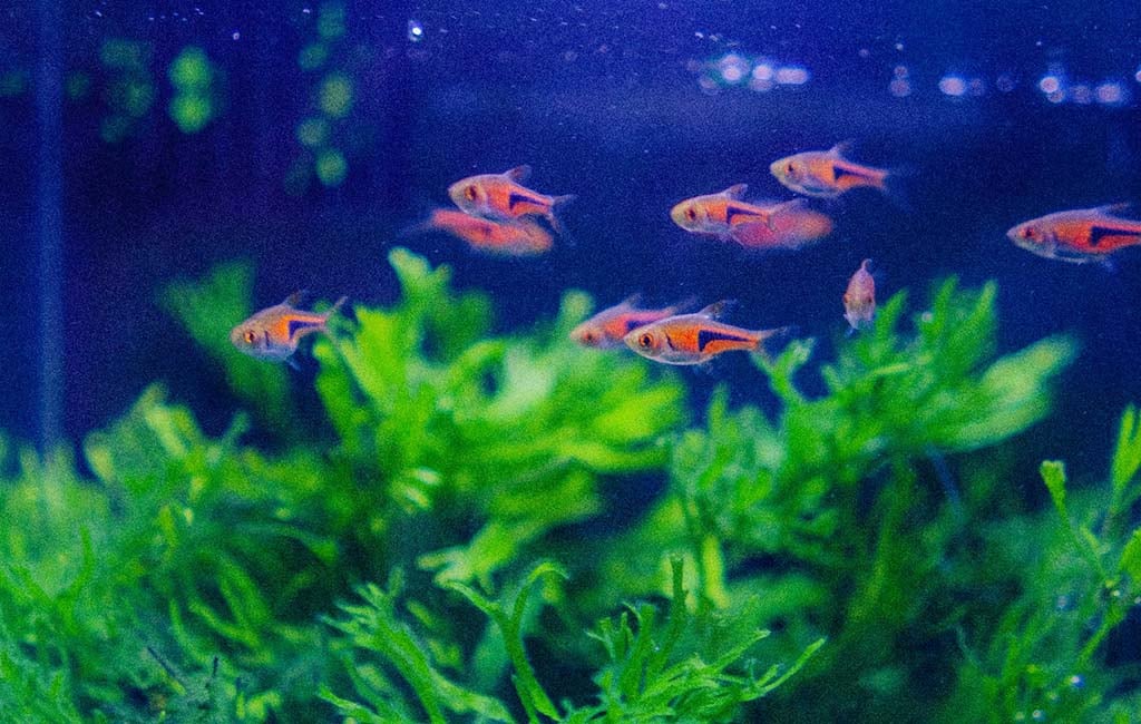which conditions are the fish rarer diseases