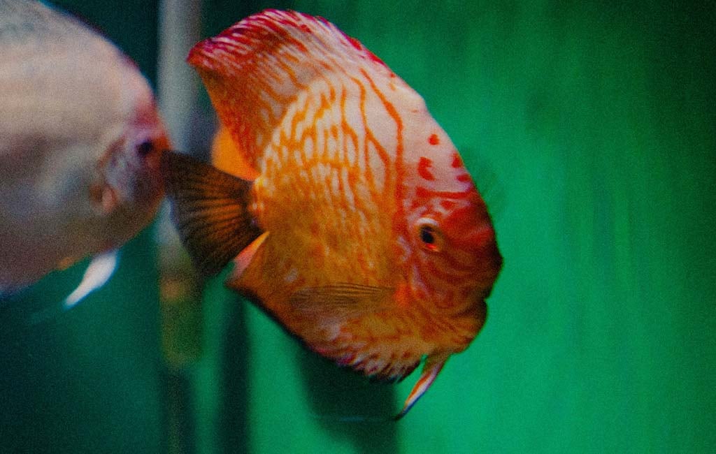 symptoms of fish rare diseases